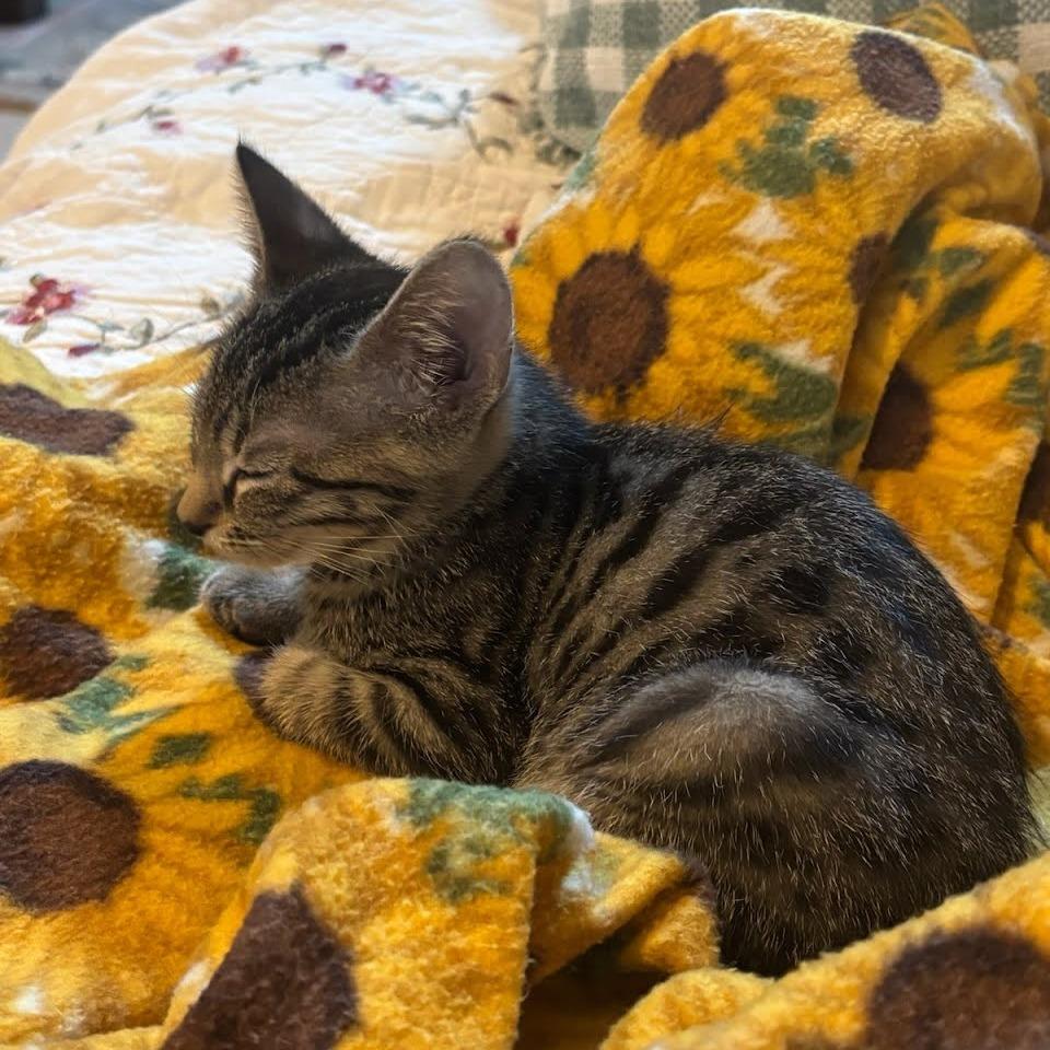 Enlarge Rajah, a Adoptable Domestic Short Hair in Williston, FL image 2/5