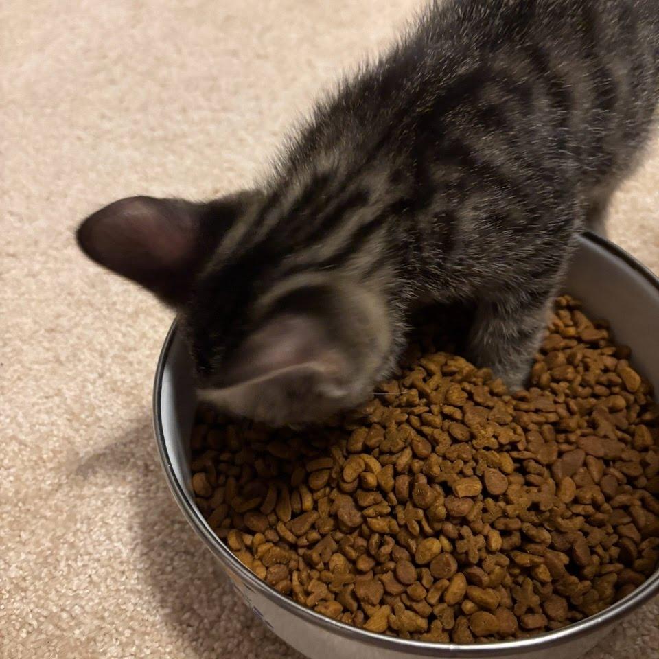 Enlarge Rajah, a Adoptable Domestic Short Hair in Williston, FL image 4/5