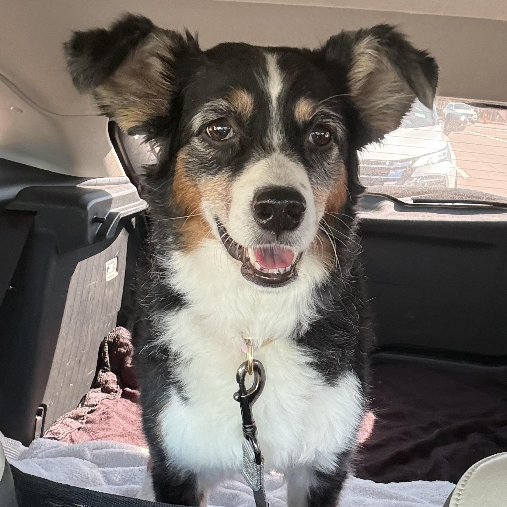 Enlarge Ellie, a ADOPTABLE Australian Shepherd in Portland, OR image 4/5