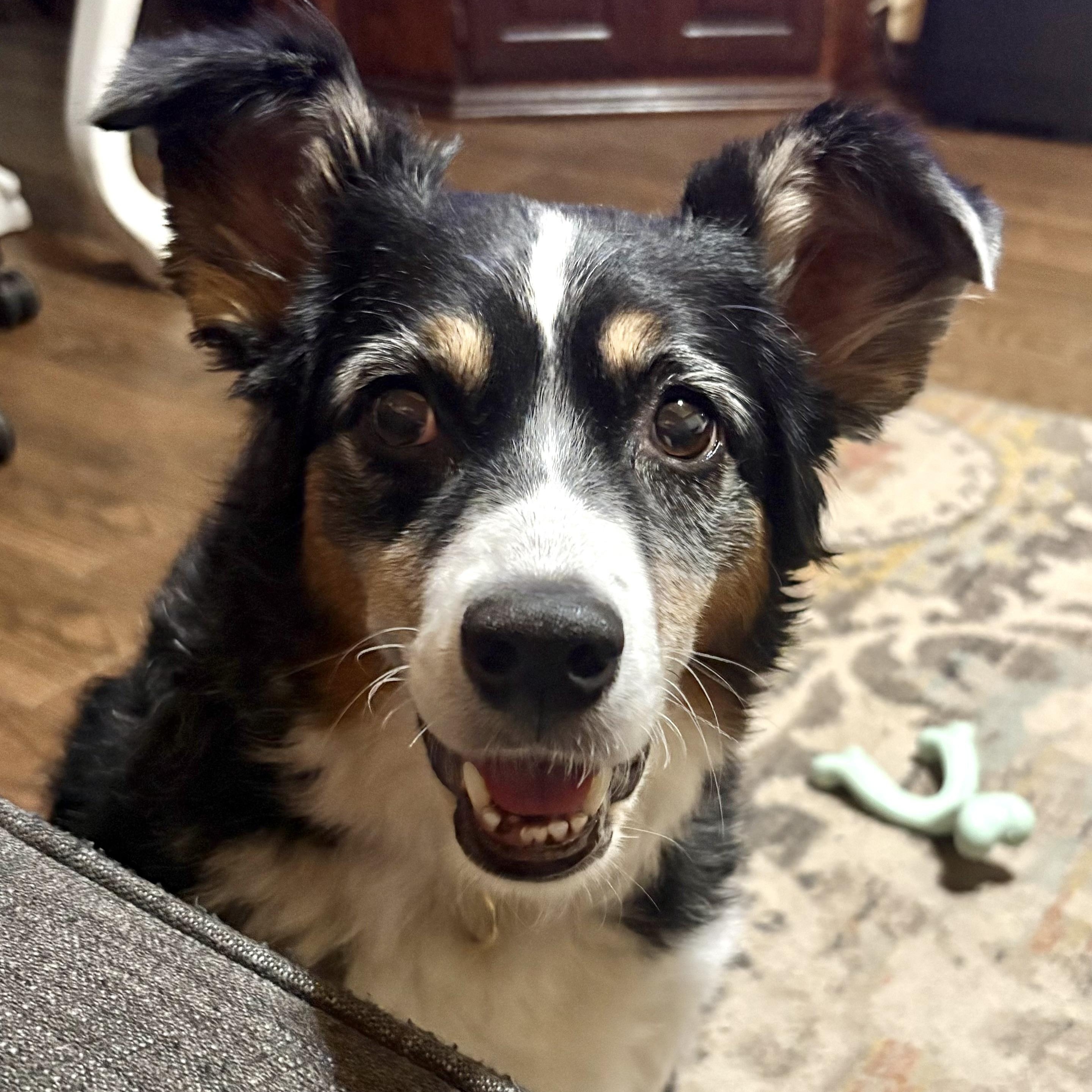Enlarge Ellie, a ADOPTABLE Australian Shepherd in Portland, OR image 3/5