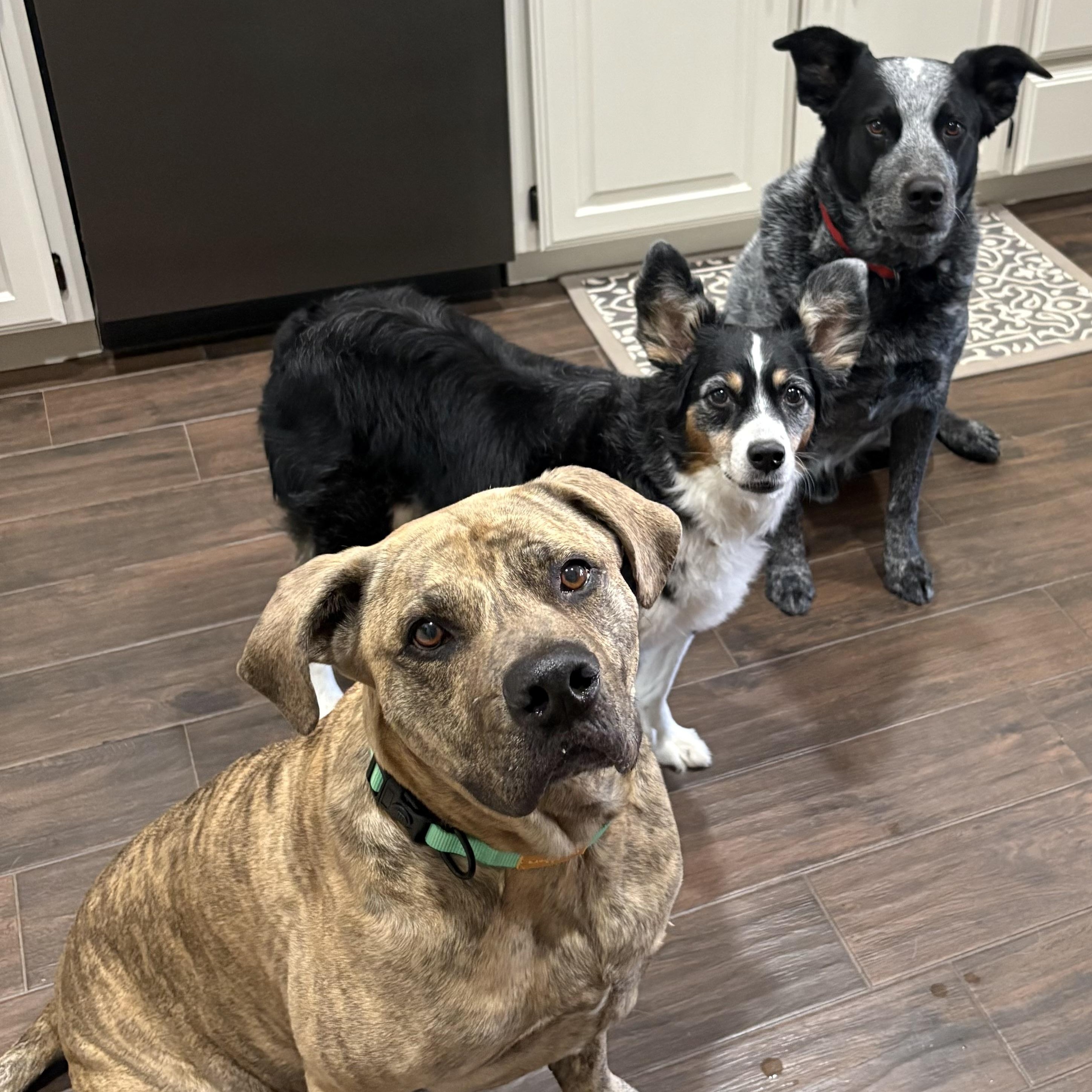 Enlarge Ellie, a ADOPTABLE Australian Shepherd in Portland, OR image 5/5