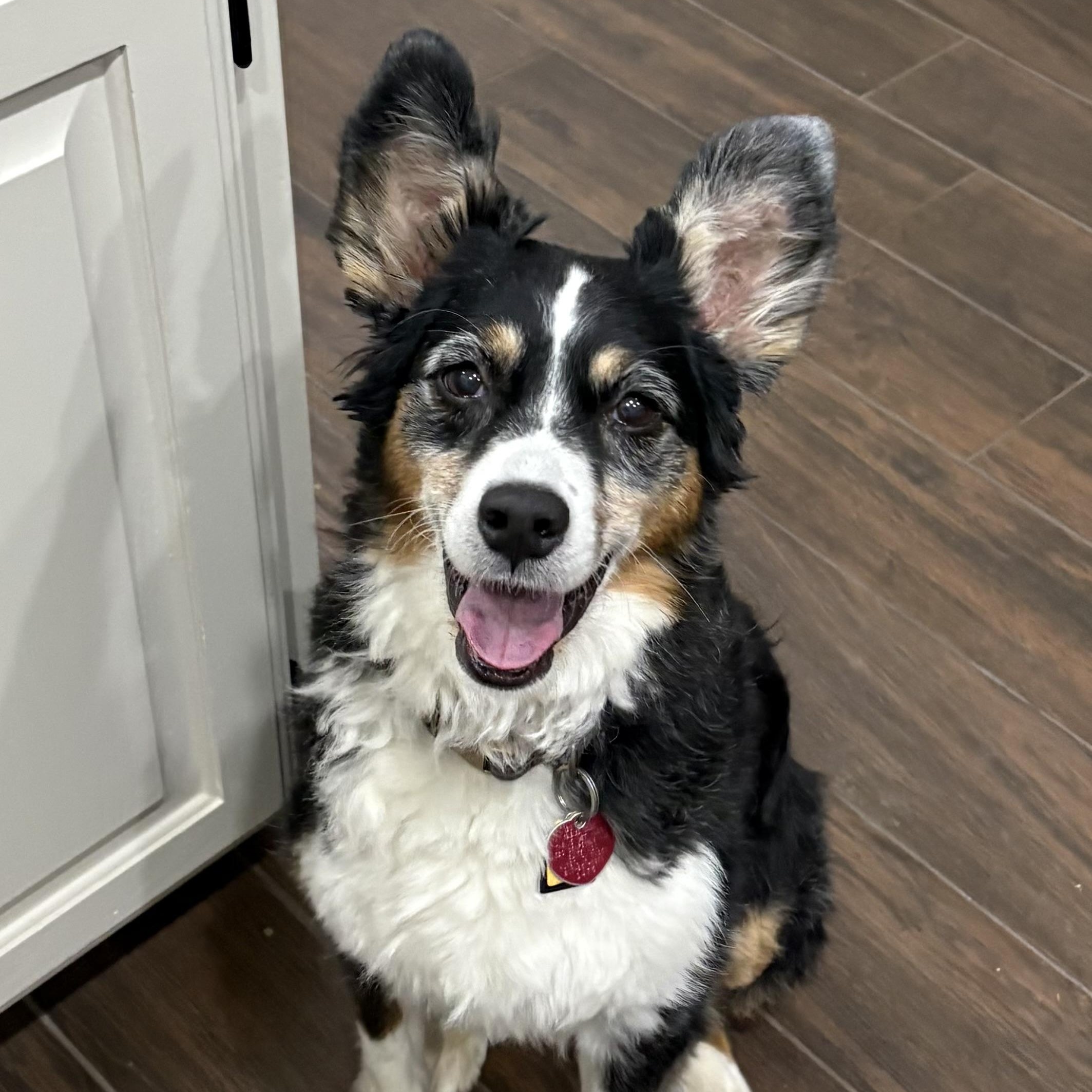 Enlarge Ellie, a ADOPTABLE Australian Shepherd in Portland, OR image 1/5