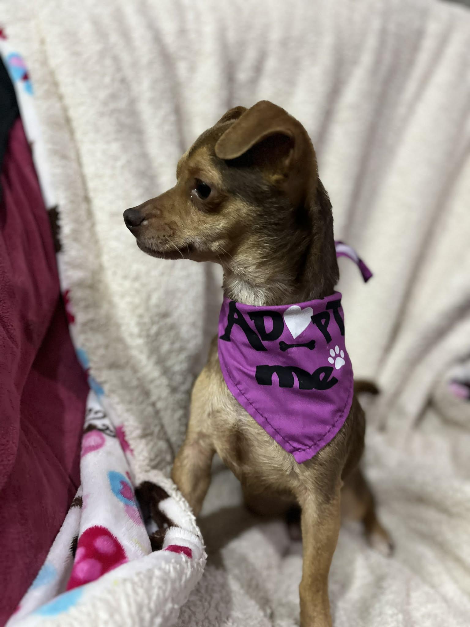 Enlarge Pixie, an adopted mixed breed in Poway, CA image 4/4