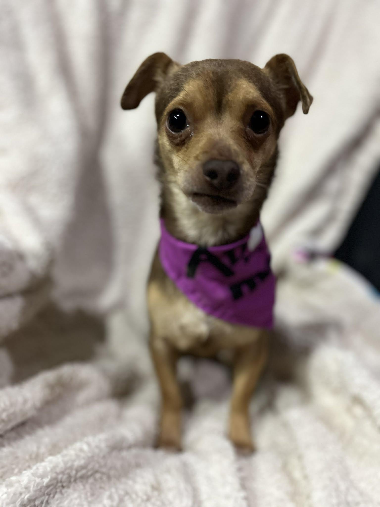 Enlarge Pixie, an adopted mixed breed in Poway, CA image 1/4