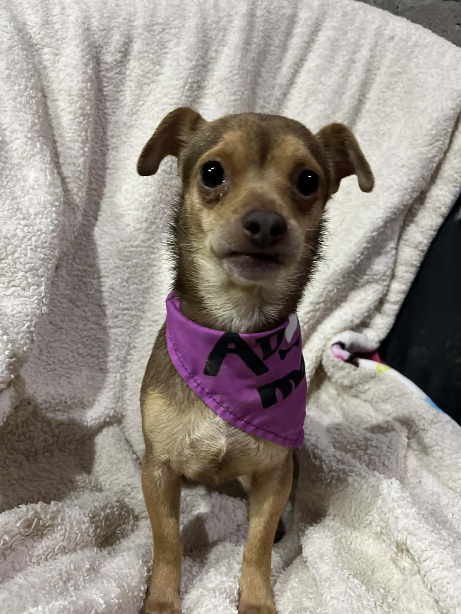 Enlarge Pixie, an adopted mixed breed in Poway, CA image 2/4