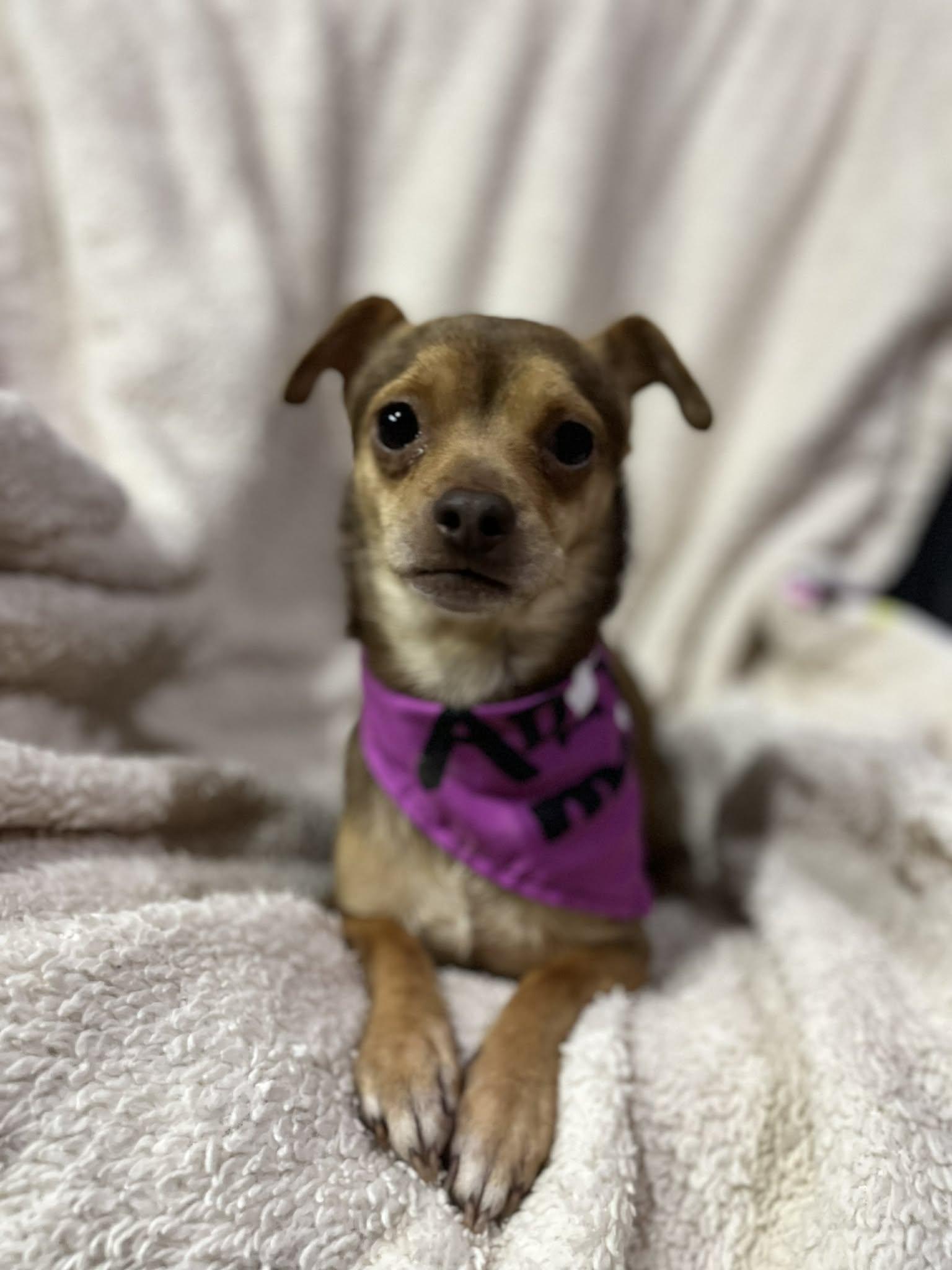 Enlarge Pixie, an adopted mixed breed in Poway, CA image 3/4