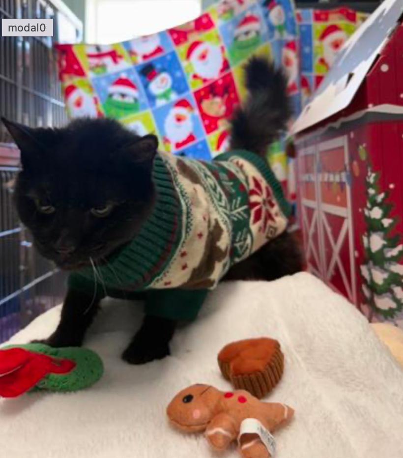 Zabone, adopted, Adult Male Domestic Long Hair.