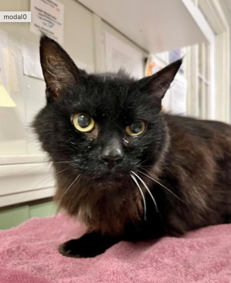 Enlarge Zabone, an adopted mixed breed in Marshall, NC image 2/2