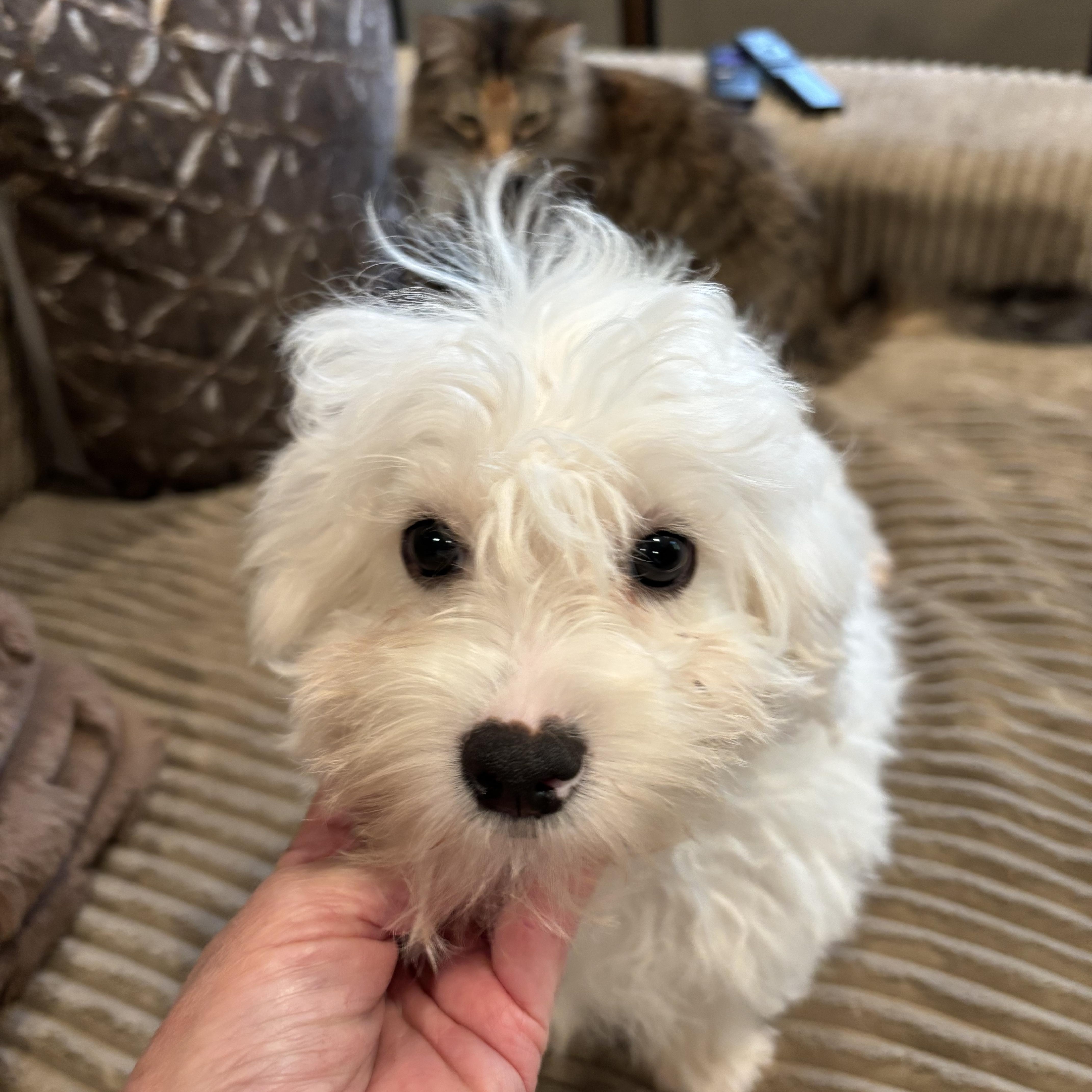 Enlarge Bailey, a Adopted mixed breed in Rowlett, TX image 1/3