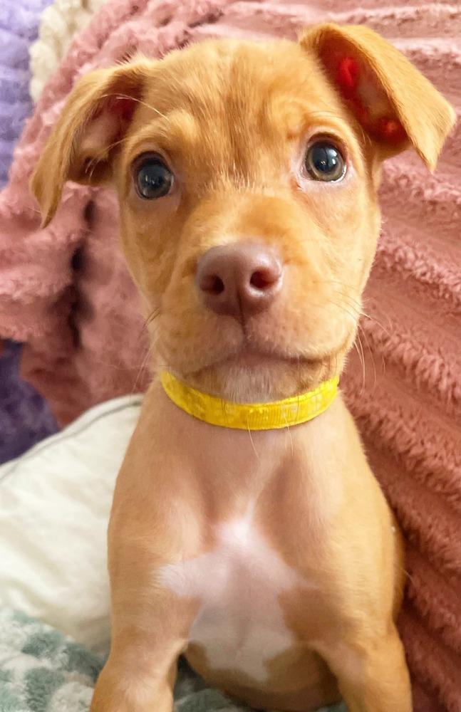 Felony Melony, a Adoptable mixed breed in Milton, DE image 1/4