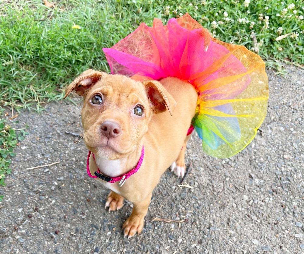 Felony Melony, a Adoptable mixed breed in Milton, DE image 2/4