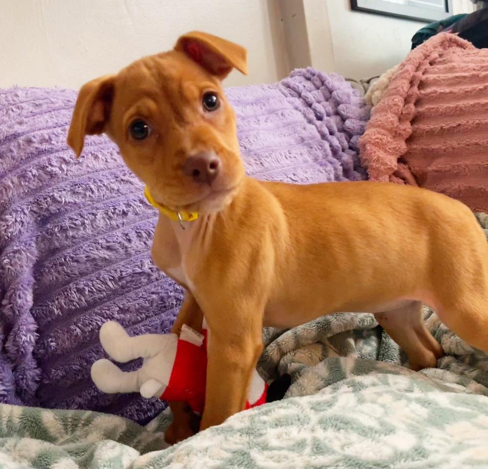 Felony Melony, a Adoptable mixed breed in Milton, DE image 3/4