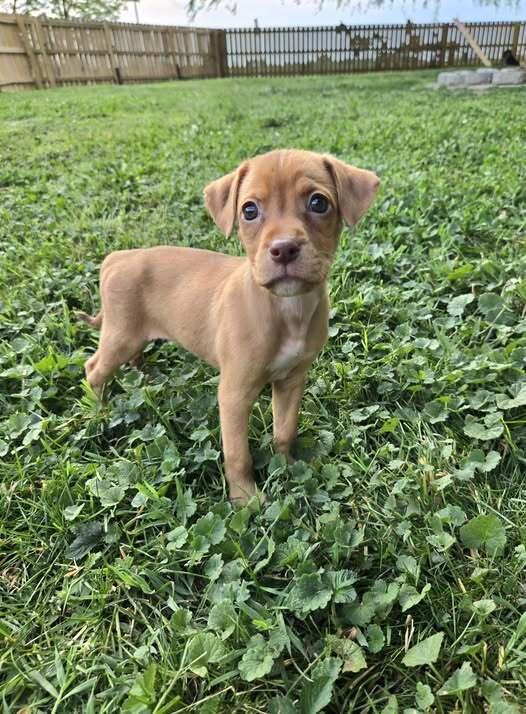 Felony Melony, a Adoptable mixed breed in Milton, DE image 4/4