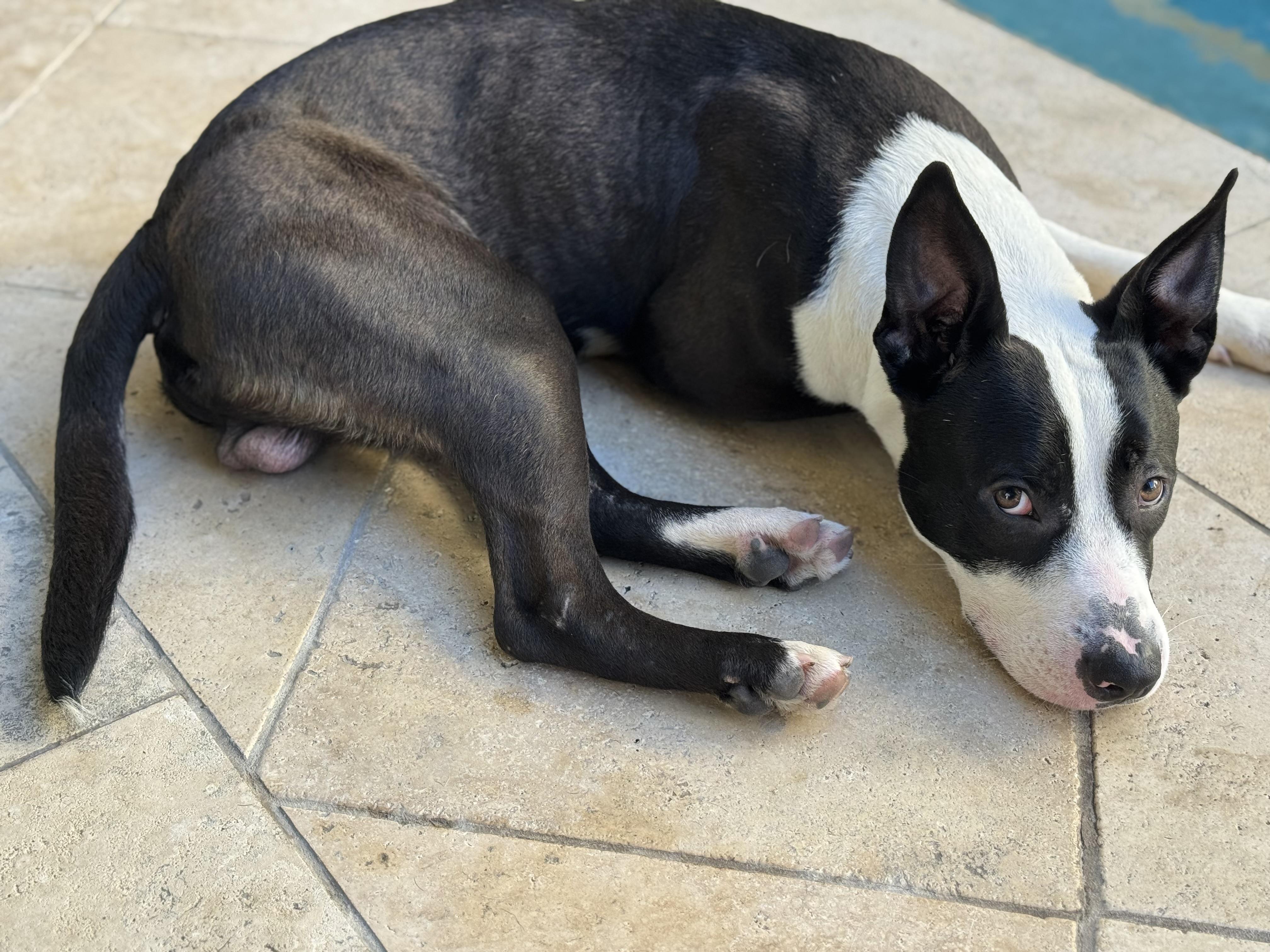 Buzz — thumbnail 4