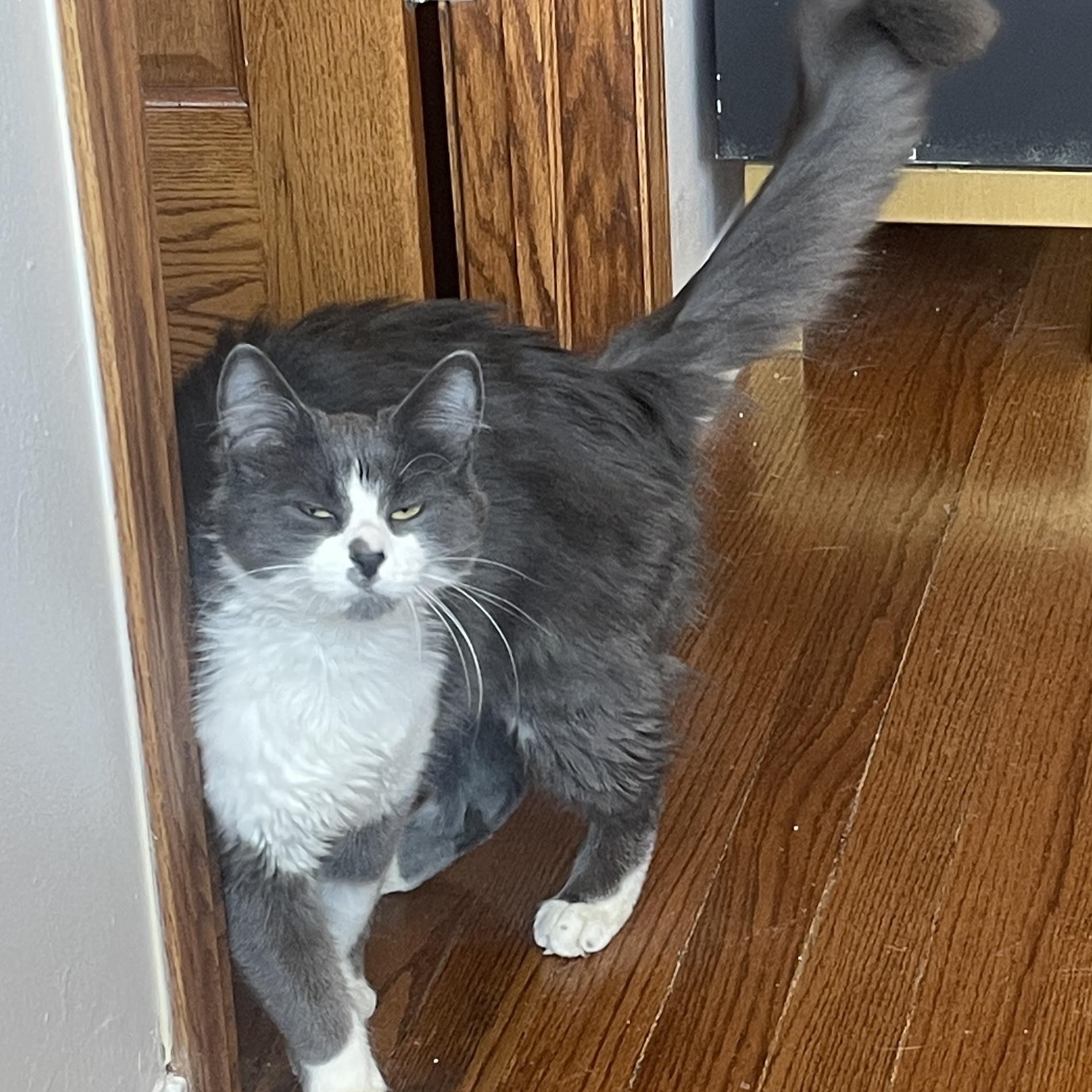 Ashley, adopted, Young Female Domestic Medium Hair.