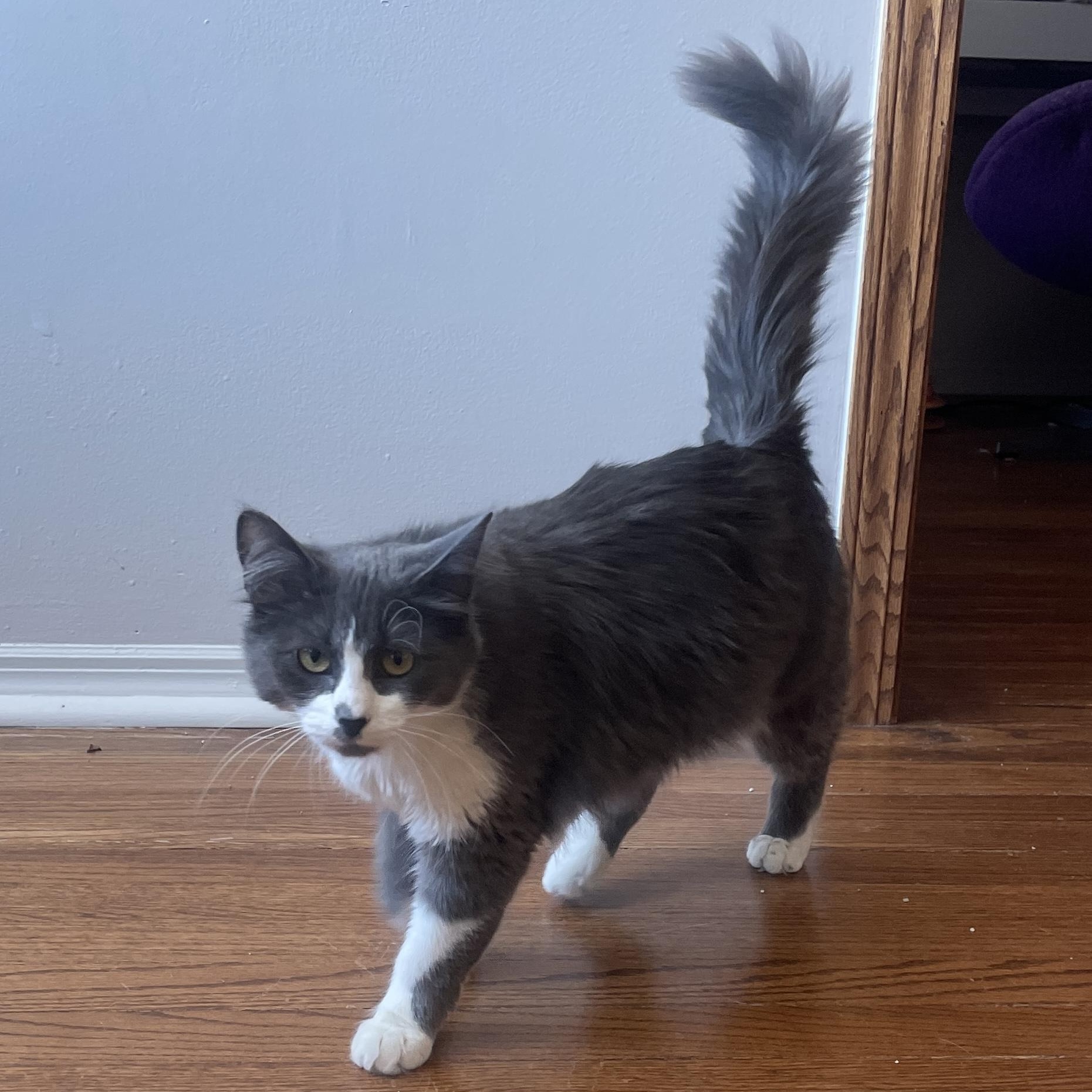 Enlarge Ashley, an adopted mixed breed in Chicago, IL image 2/6