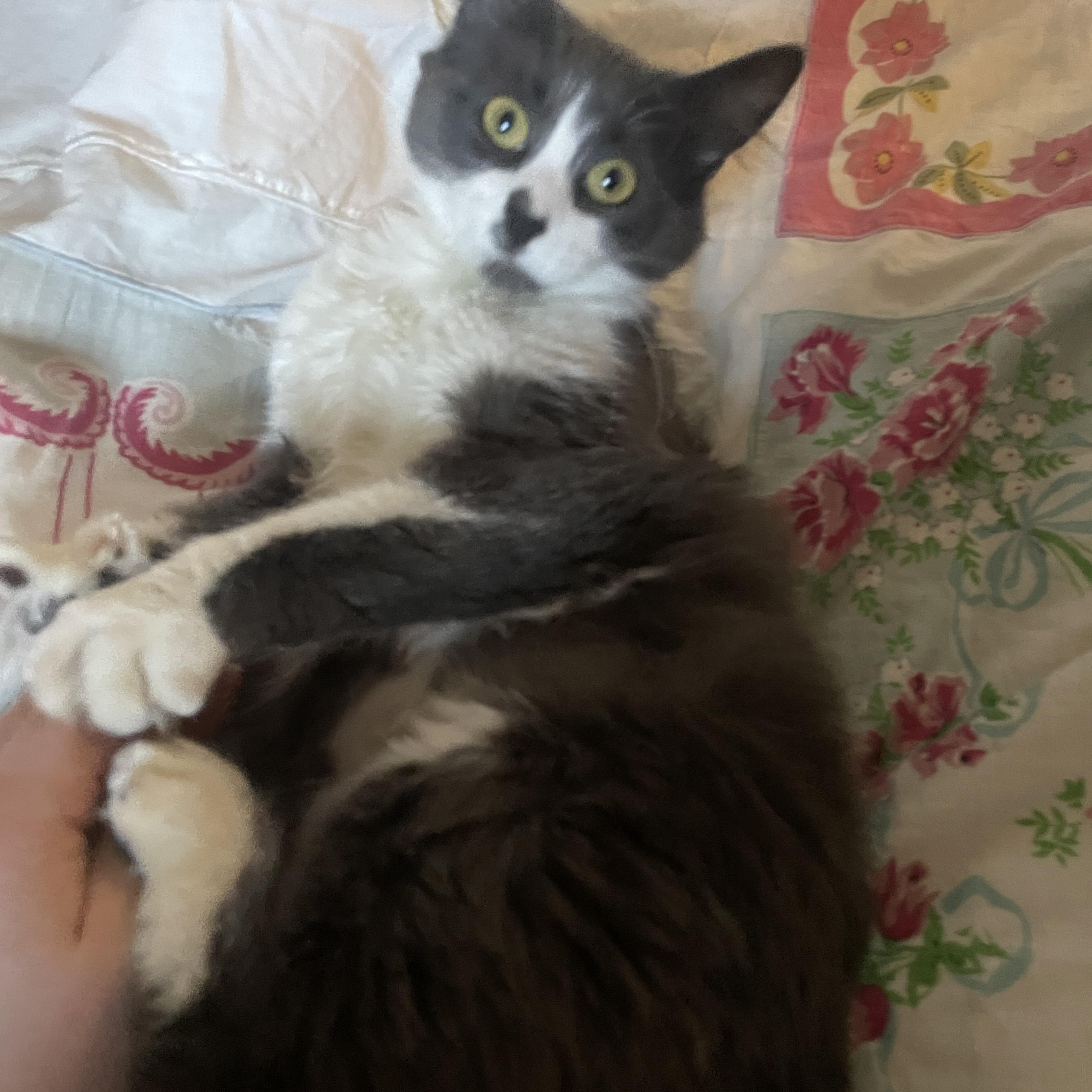 Enlarge Ashley, an adopted mixed breed in Chicago, IL image 3/6