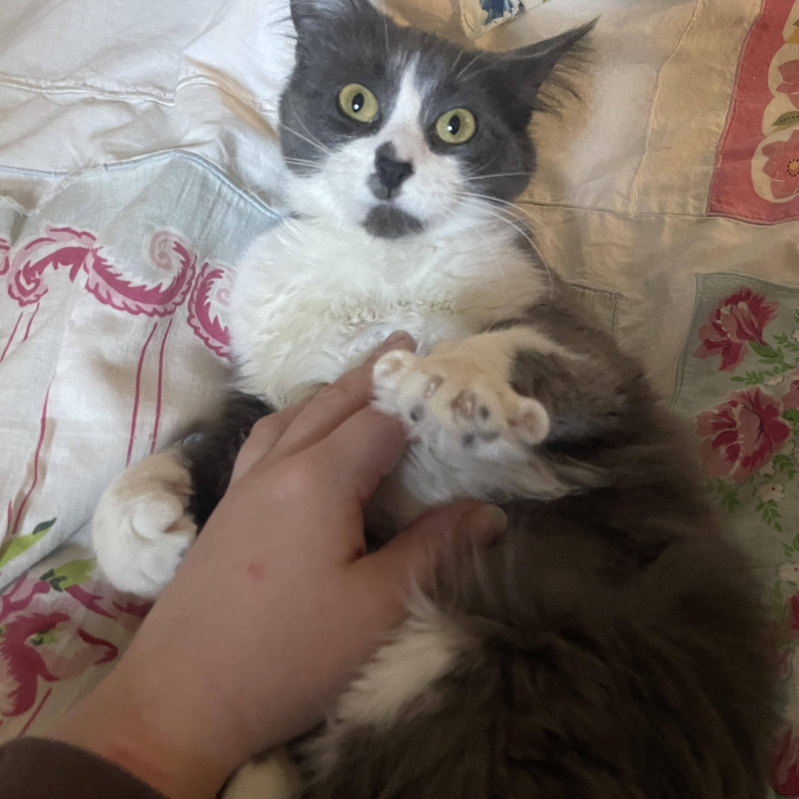 Enlarge Ashley, an adopted mixed breed in Chicago, IL image 4/6