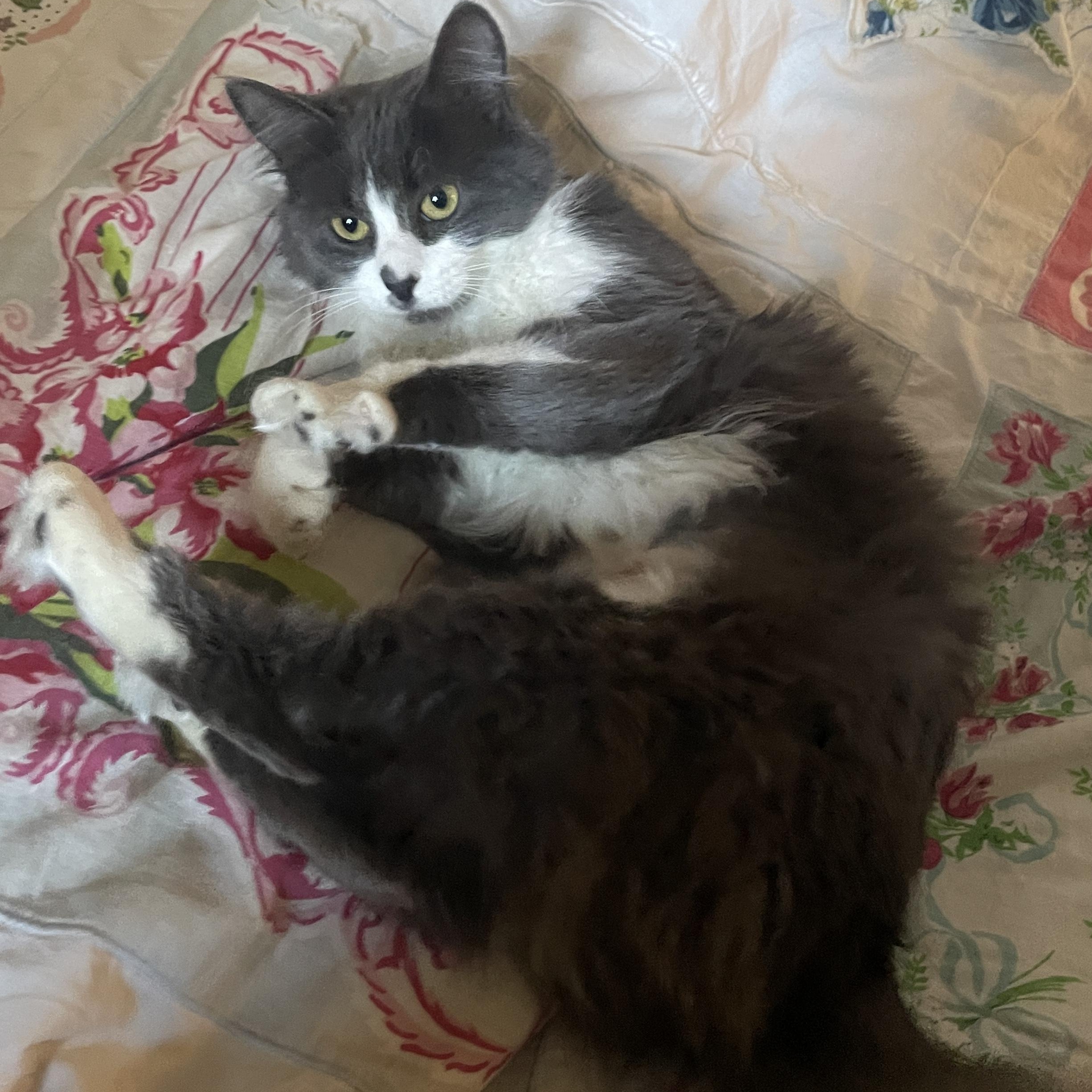 Enlarge Ashley, an adopted mixed breed in Chicago, IL image 5/6