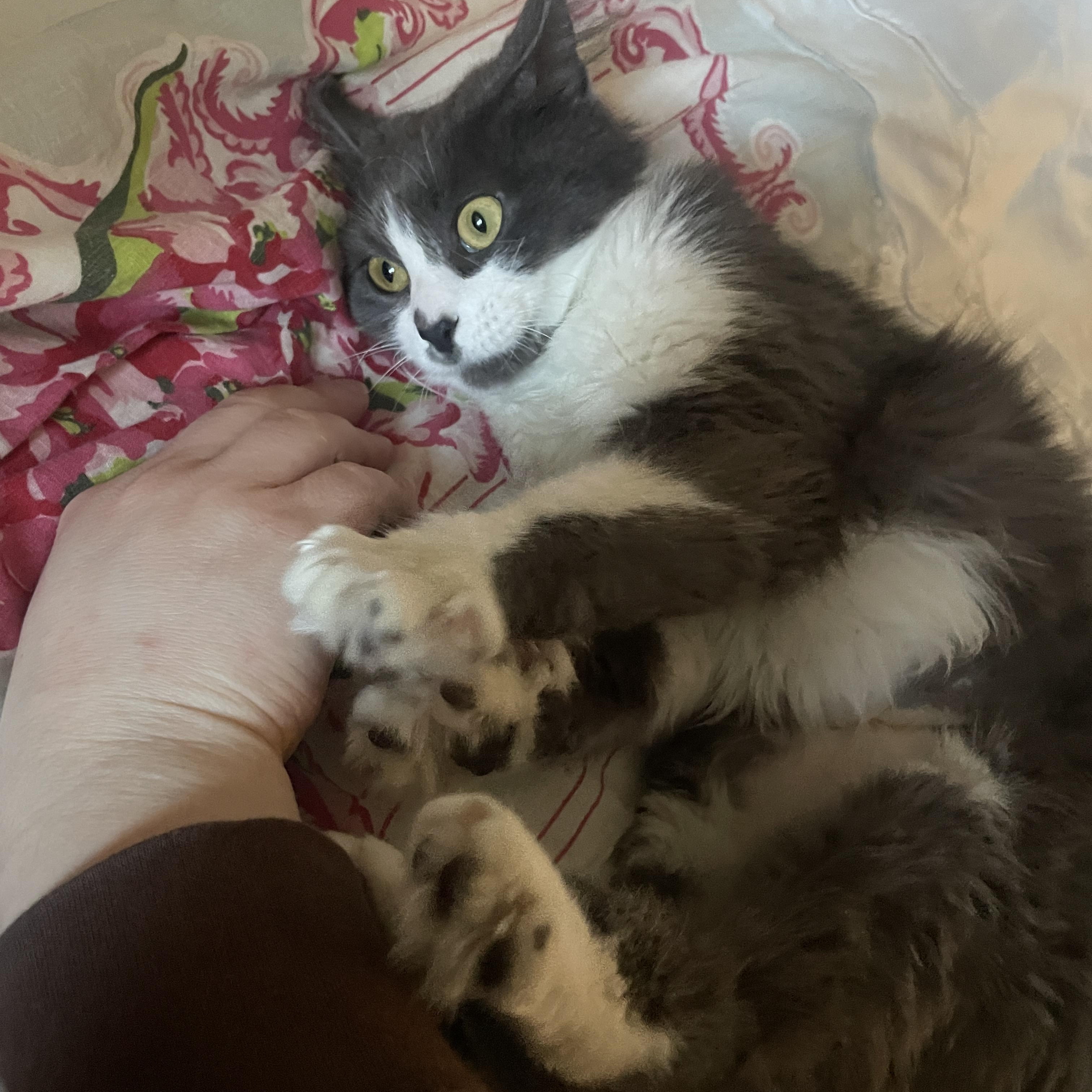 Enlarge Ashley, an adopted mixed breed in Chicago, IL image 6/6