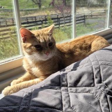 Marie, Adoptable, Young Female Domestic Short Hair.