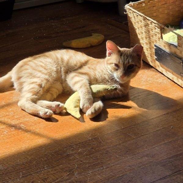 Enlarge Marie, a Adoptable Domestic Short Hair in Harrisonburg, VA image 2/5