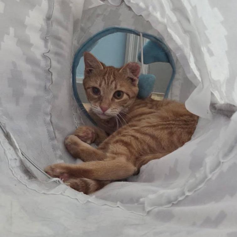 Enlarge Marie, a Adoptable Domestic Short Hair in Harrisonburg, VA image 3/5