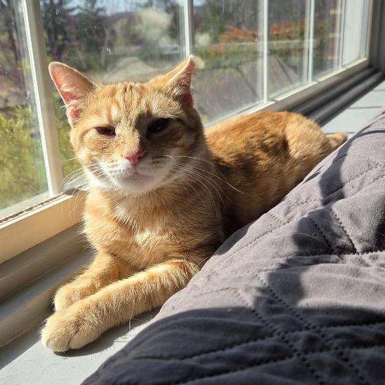 Enlarge Marie, a Adoptable Domestic Short Hair in Harrisonburg, VA image 4/5