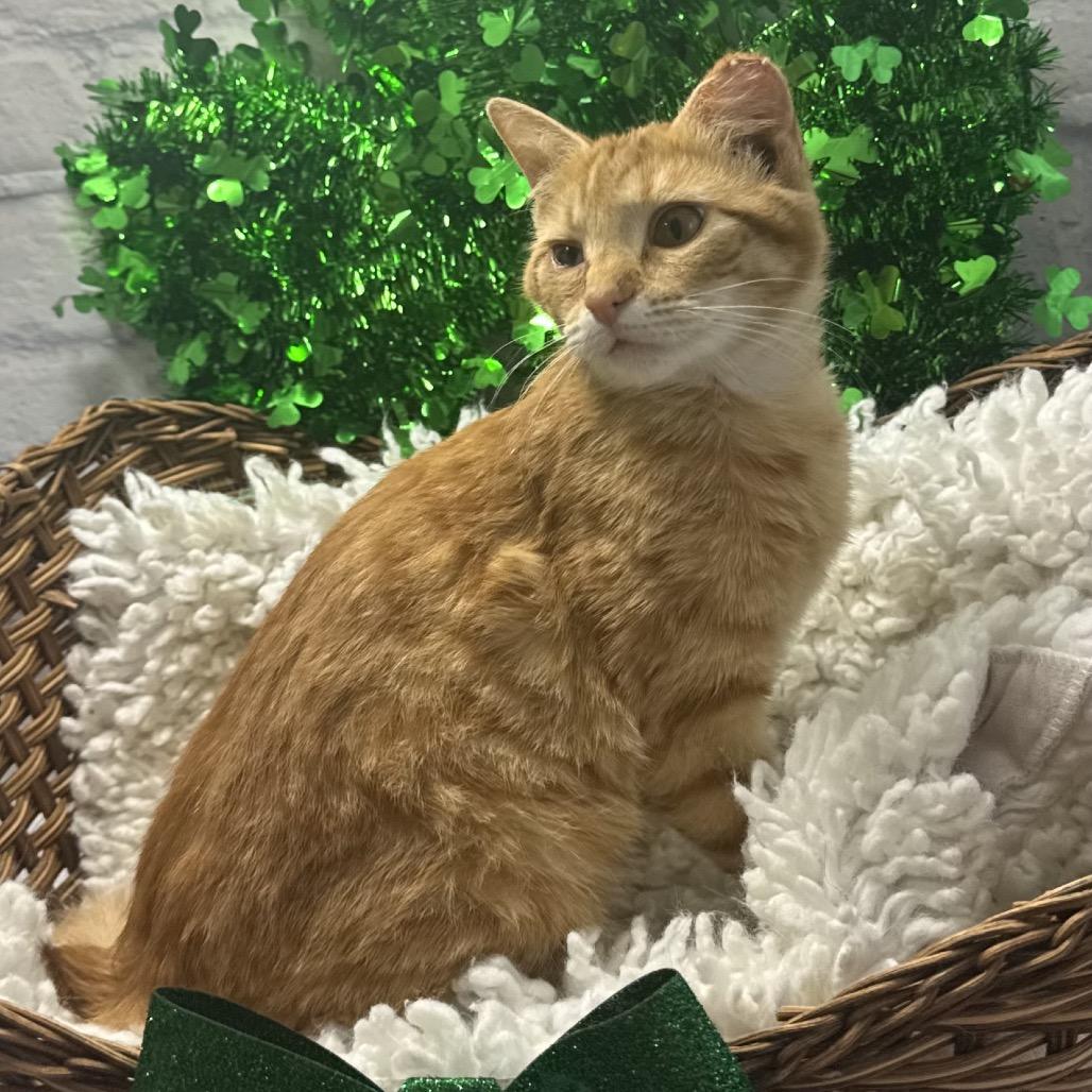 Enlarge Marie, a Adoptable Domestic Short Hair in Harrisonburg, VA image 5/5