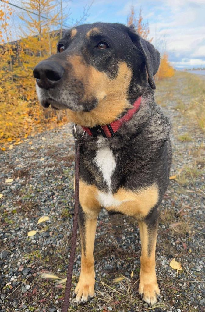 Enlarge Ollie, a Adoptable mixed breed in Yellowknife, NT image 1/5