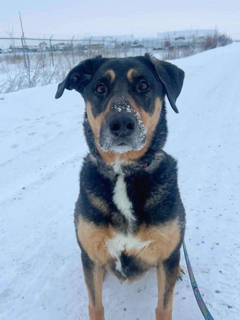 Enlarge Ollie, a Adoptable mixed breed in Yellowknife, NT image 4/5