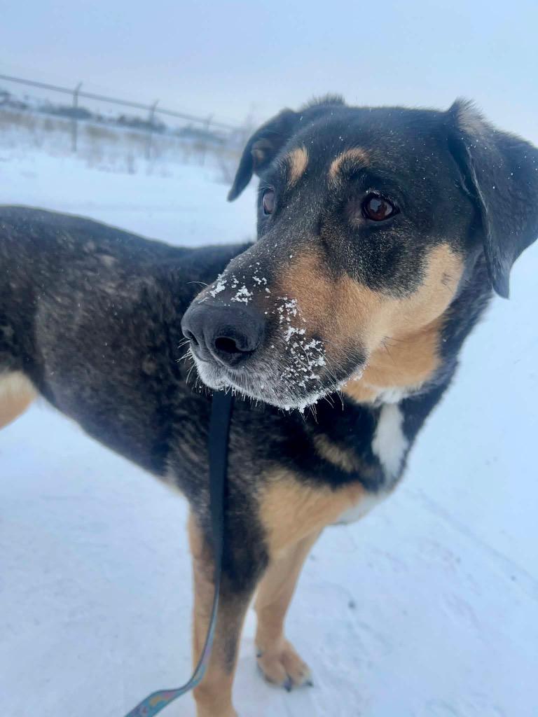 Enlarge Ollie, a Adoptable mixed breed in Yellowknife, NT image 5/5