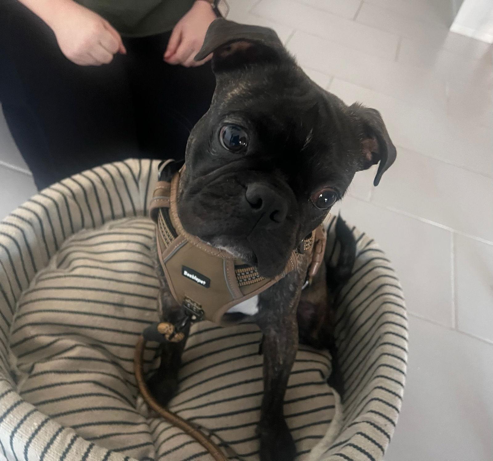 Bug, Adopted, Puppy Male Boston Terrier & Pug.