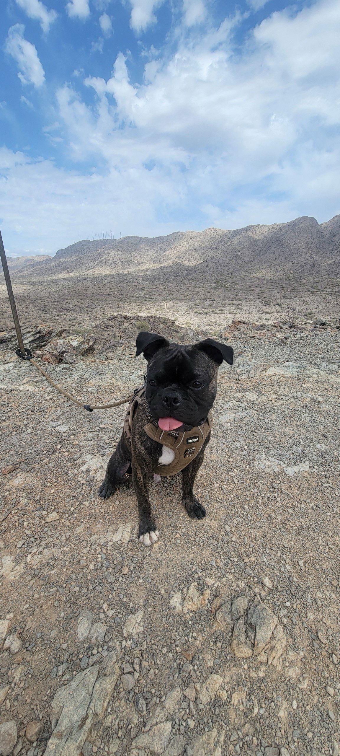 Enlarge Bug, a Adopted mixed breed in Scottsdale, AZ image 2/3