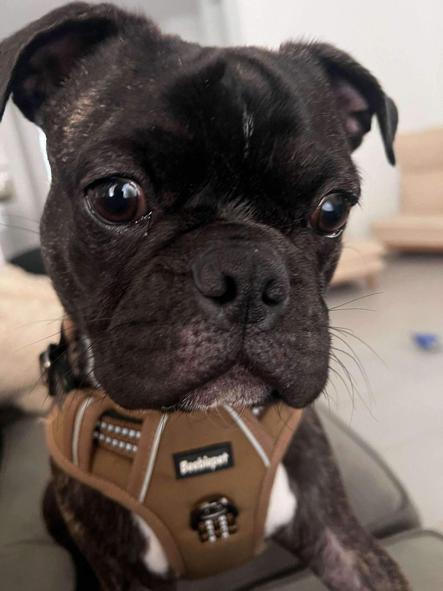 Enlarge Bug, a Adopted mixed breed in Scottsdale, AZ image 3/3