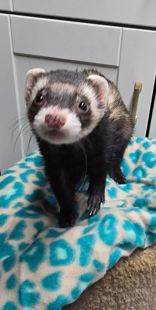 Ferret for adoption Chewy, a Ferret in Randolph, NJ Petfinder