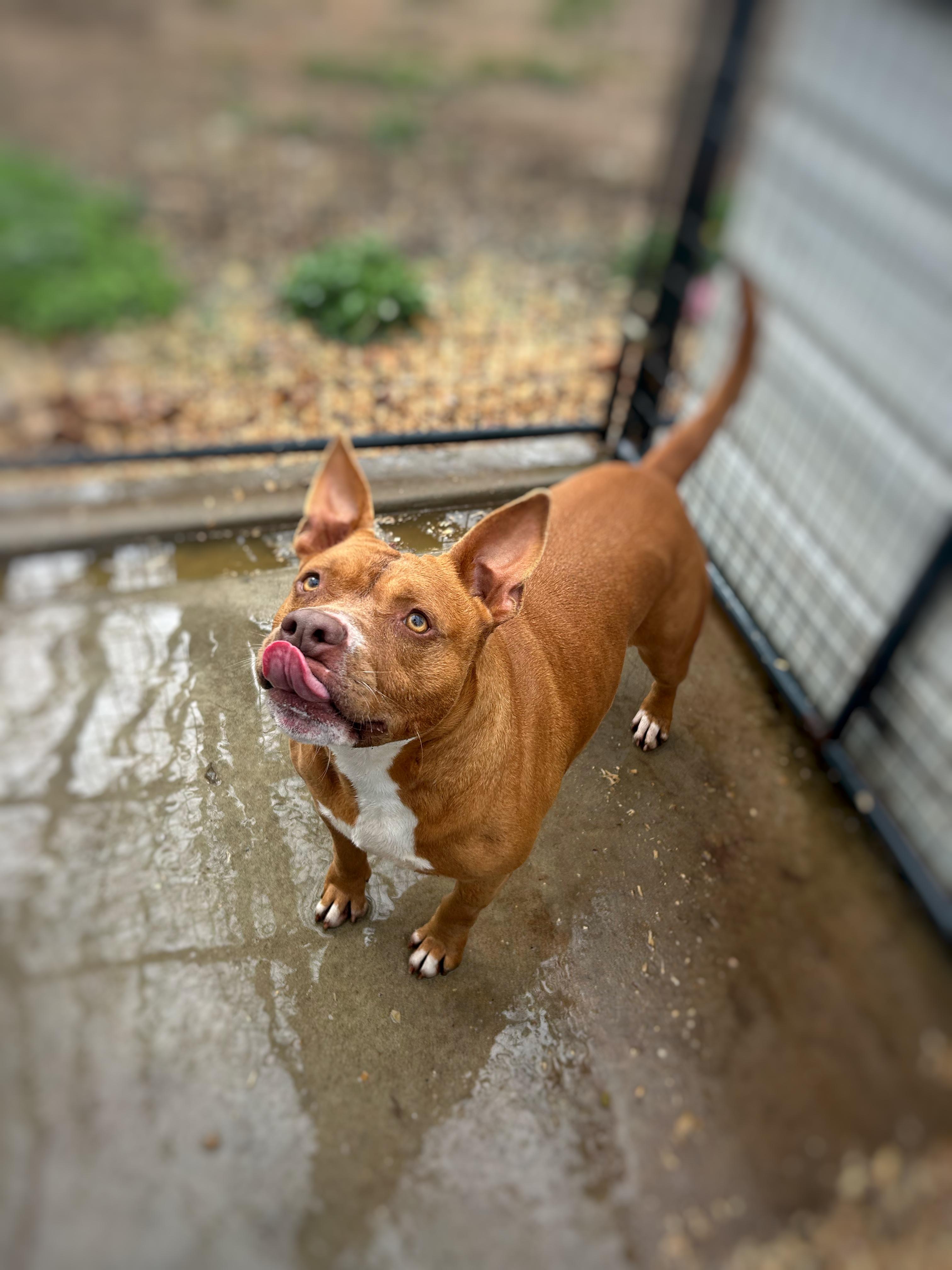 Enlarge Penny, a Adoptable mixed breed in Greenfield, TN image 3/4