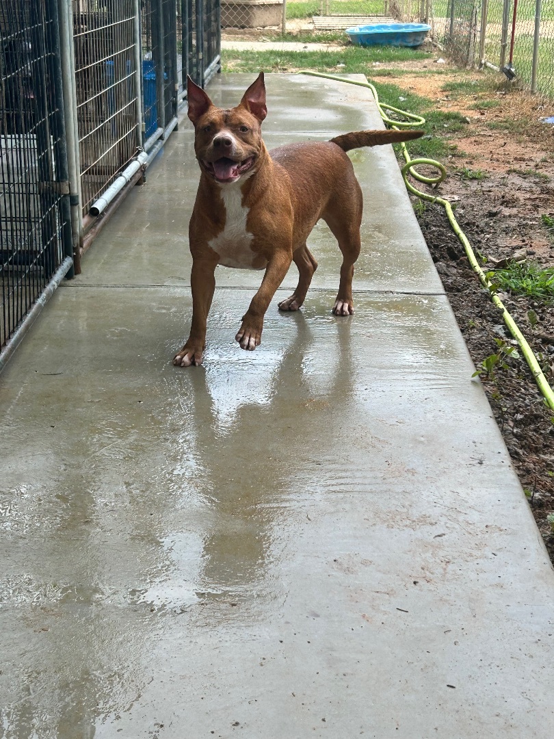 Penny, Adoptable, Young Female Terrier.