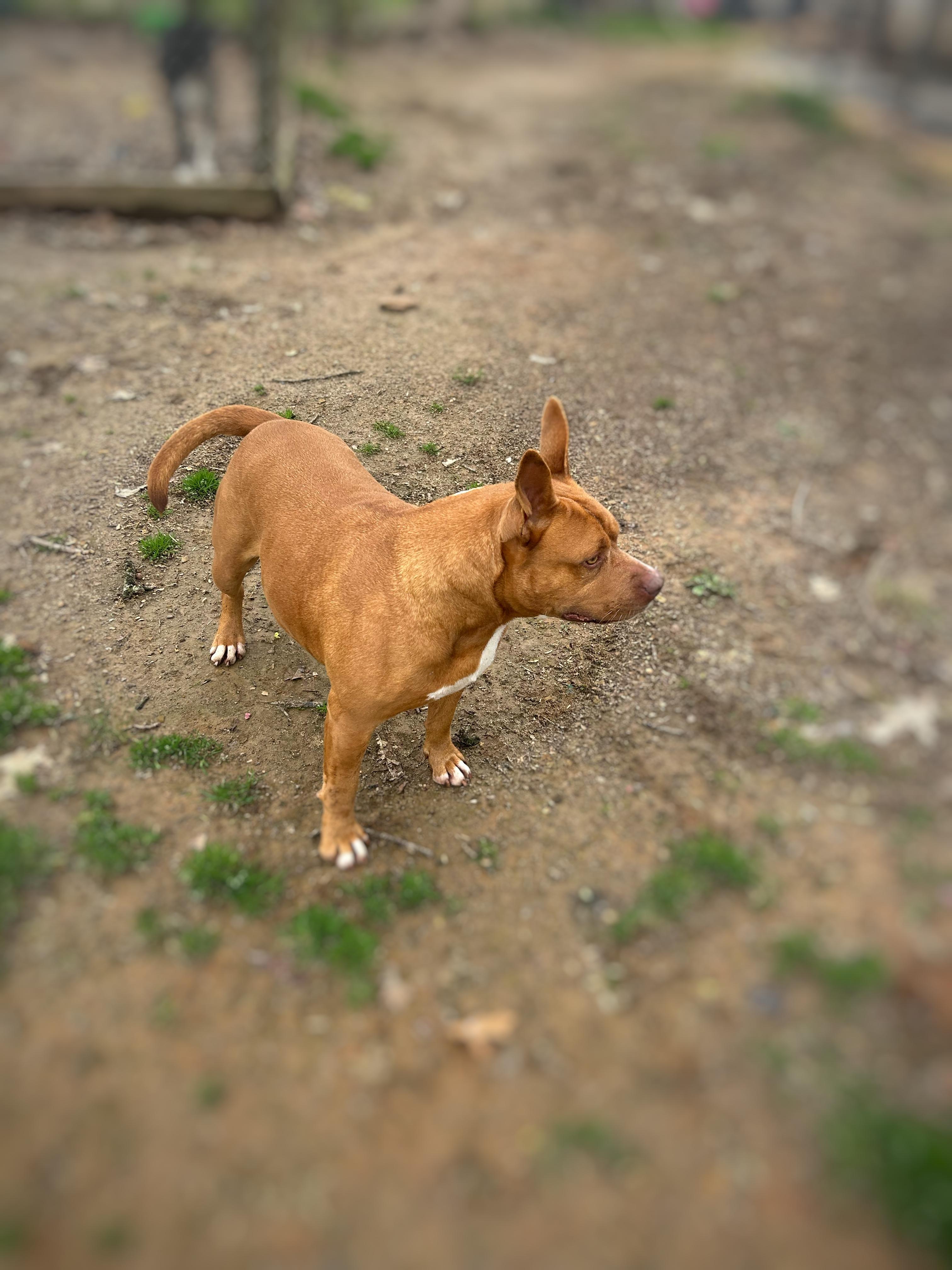 Enlarge Penny, a Adoptable mixed breed in Greenfield, TN image 4/4