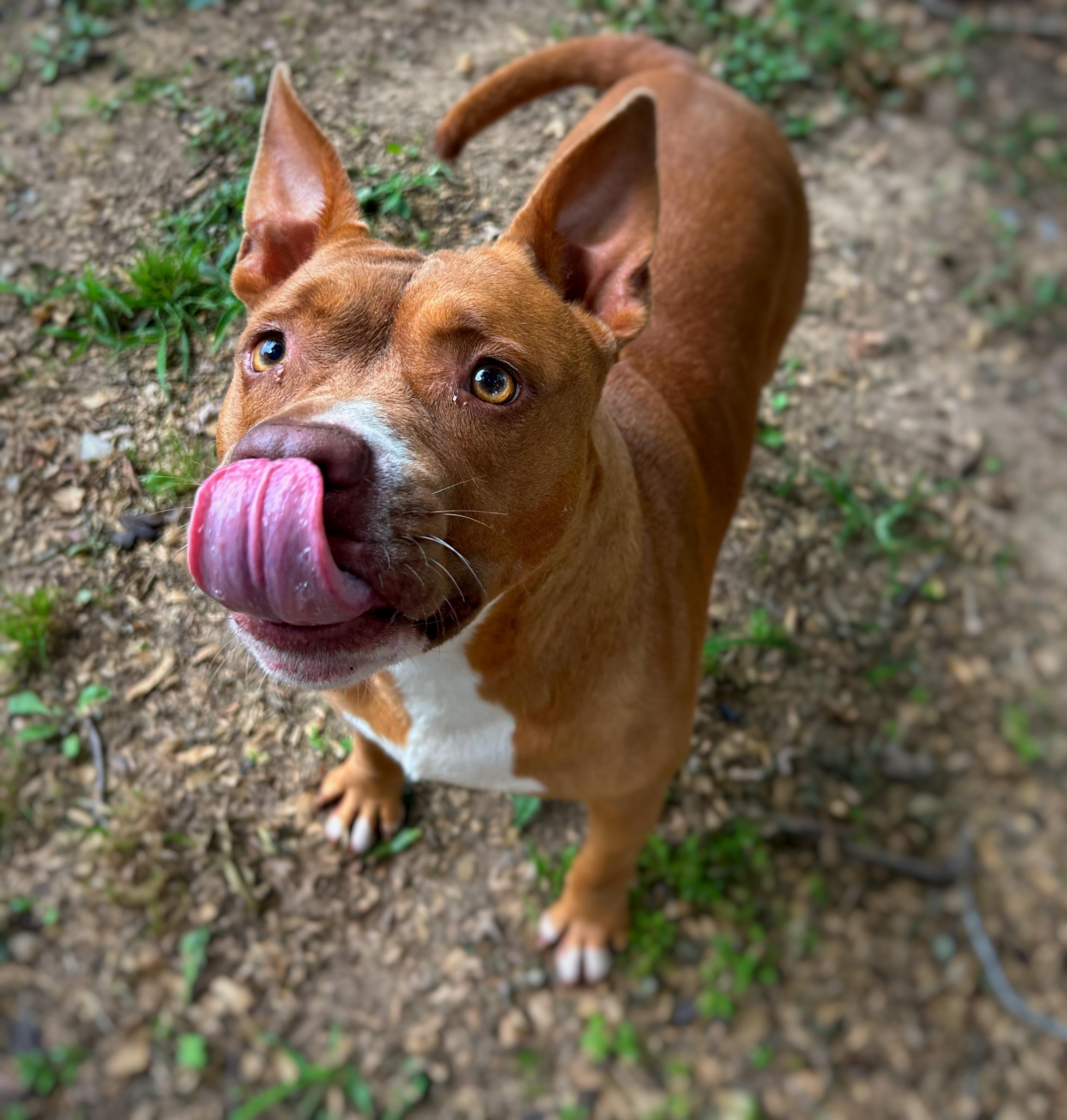 Enlarge Penny, a Adoptable mixed breed in Greenfield, TN image 3/5