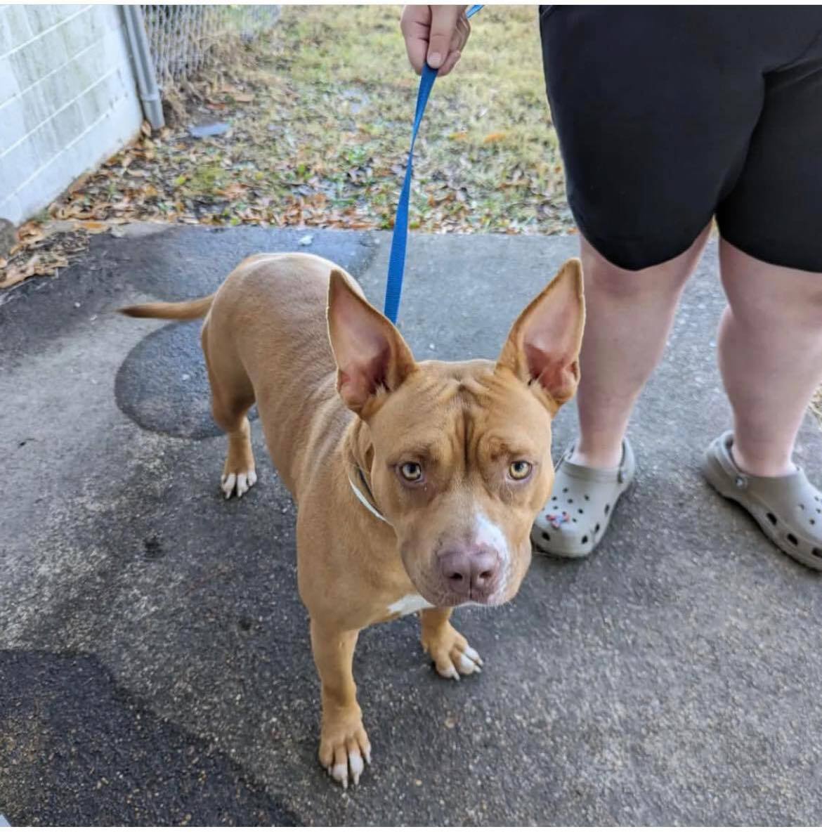 Enlarge Penny, a Adoptable mixed breed in Greenfield, TN image 3/4