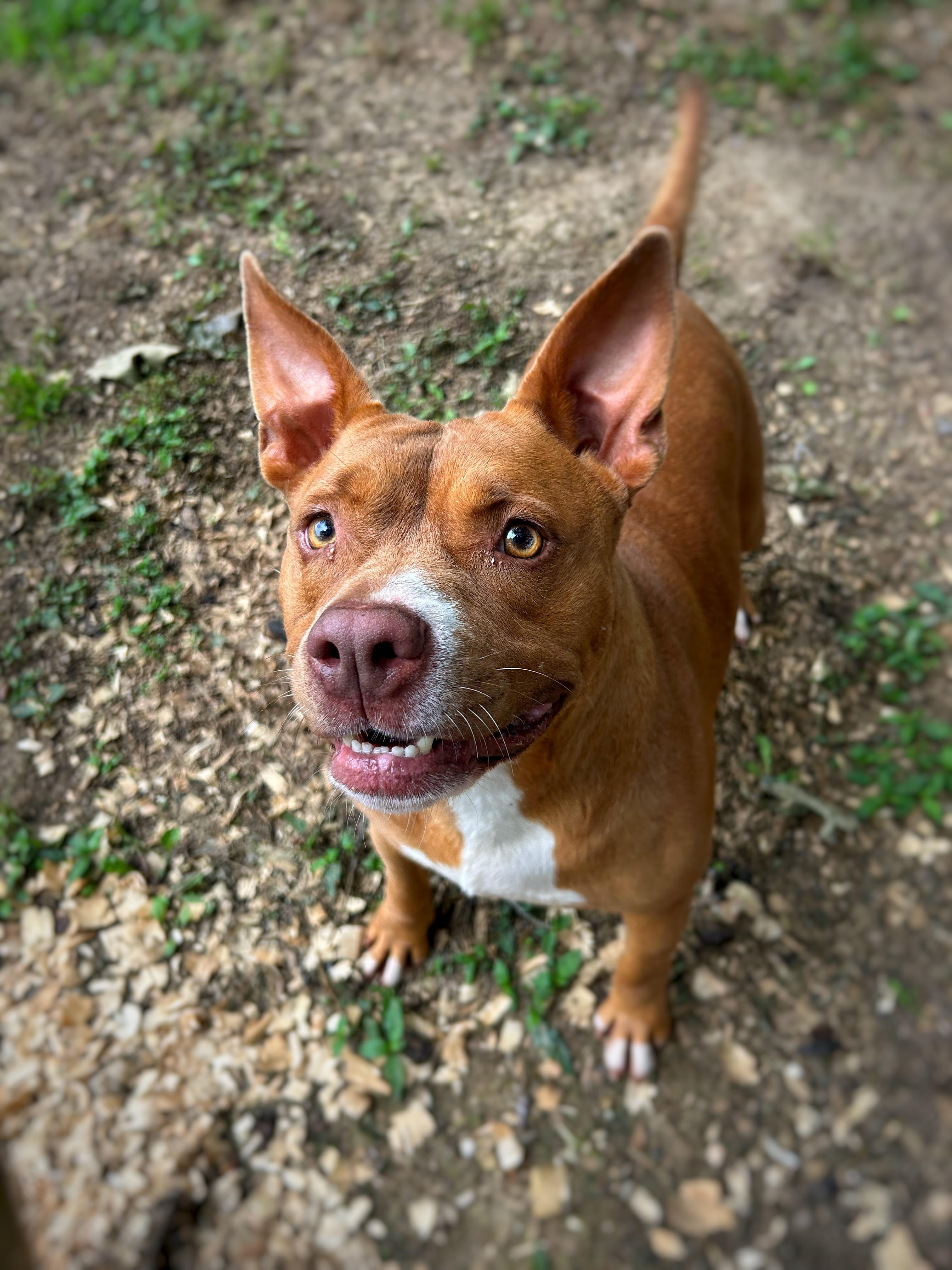 Enlarge Penny, a Adoptable mixed breed in Greenfield, TN image 2/5