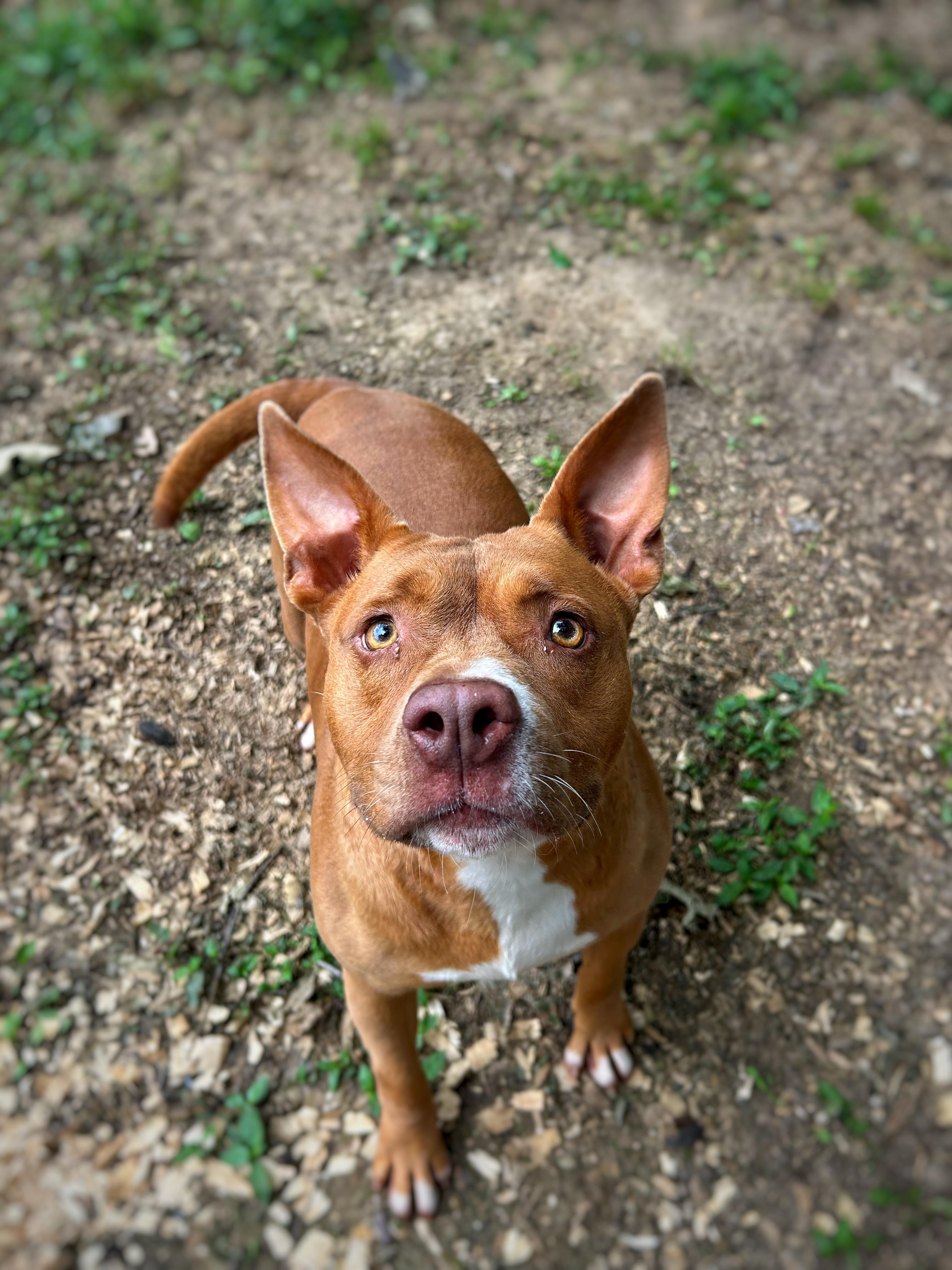 Penny, Adoptable, Young Female Terrier.