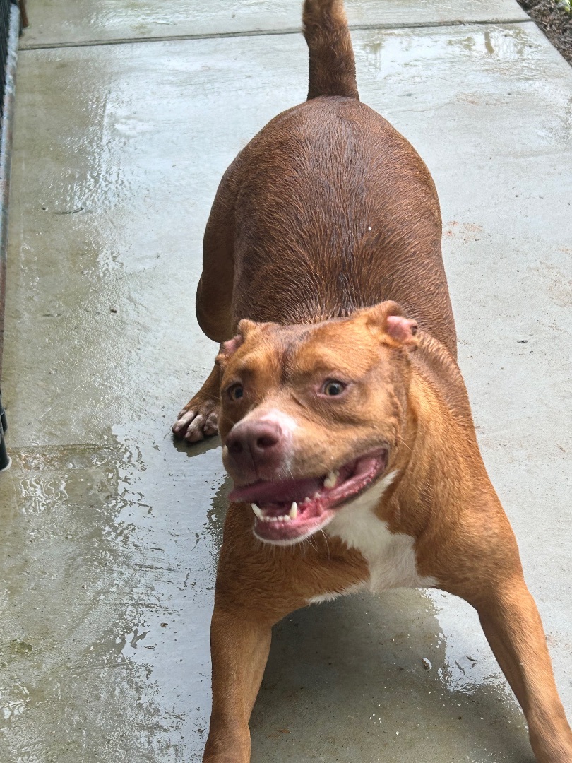 Enlarge Penny, a Adoptable mixed breed in Greenfield, TN image 4/4