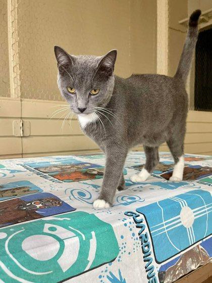 Magee, Adoptable, Adult Male Domestic Short Hair & Domestic Short Hair.