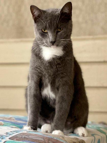 Magee, Adoptable, Adult Male Domestic Short Hair & Domestic Short Hair.