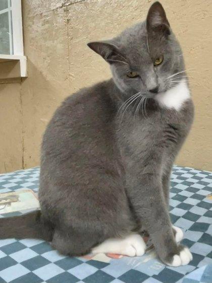 Enlarge Magee, a Adoptable Domestic Short Hair in River Ridge, LA image 2/3