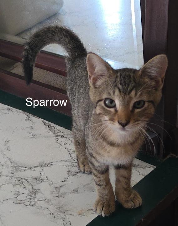 Sparrow, ADOPTABLE, Young Male Domestic Short Hair.