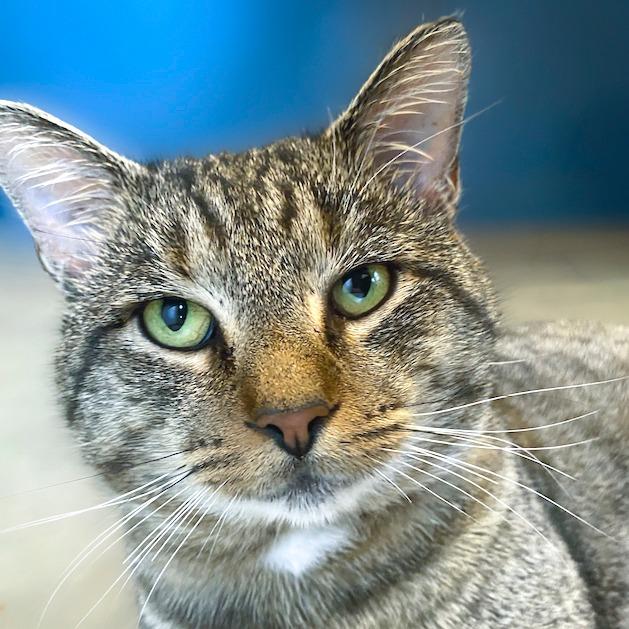 Maverick, Adoptable, Adult Male Domestic Short Hair.