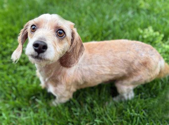 Boog, a Adoptable mixed breed in Arlington, VA image 1/3